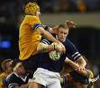 Wallabies